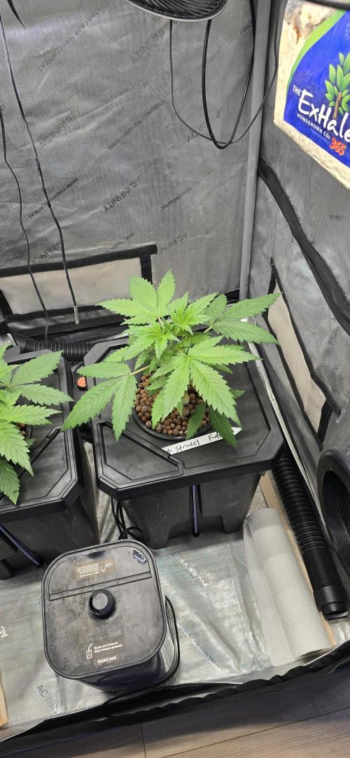 Apple Strudel Round 2. Week 3 - 01/28/2026