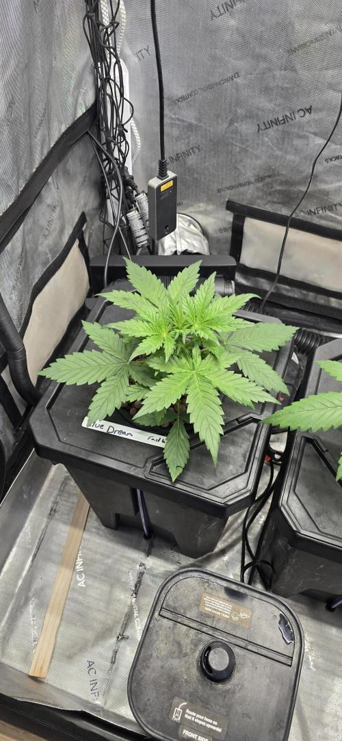 Blue Dream Round 2. Week 3 - 01/28/2026