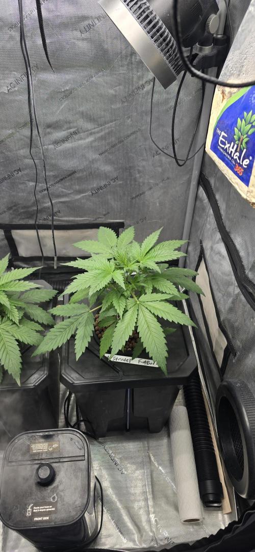 Apple Strudel Round 2. Week 3 - 01/30/2026