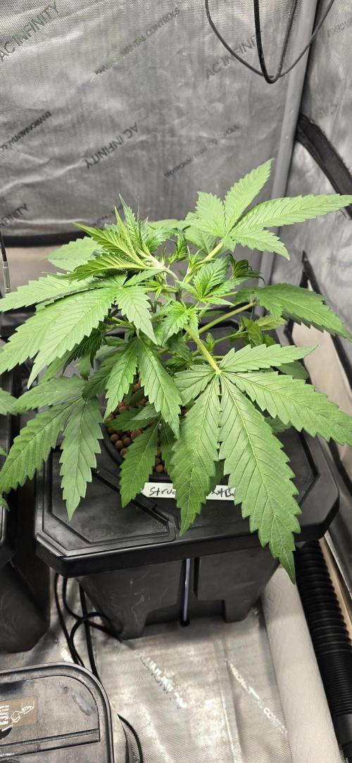 Apple Strudel Round 2. Week 4 - 01/31/2026 
Hand Bending