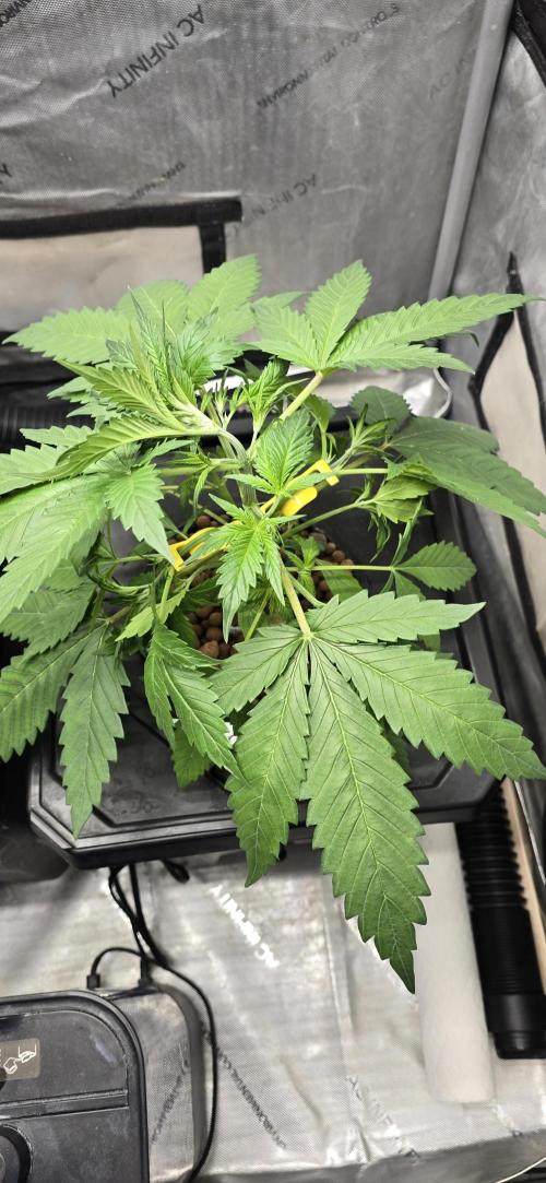 Apple Strudel Round 2. Week 4 - 01/31/2026 
Bud Clips