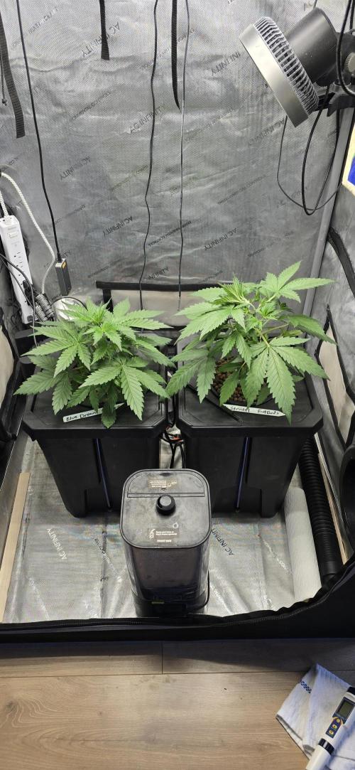 Blue Dream Round 2. Week 4 - 01/31/2026 
Left Side. 