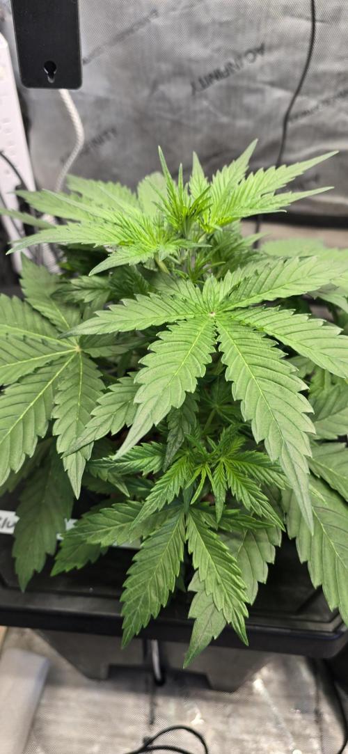 Blue Dream Round 2. Week 4 - 02/02/2026