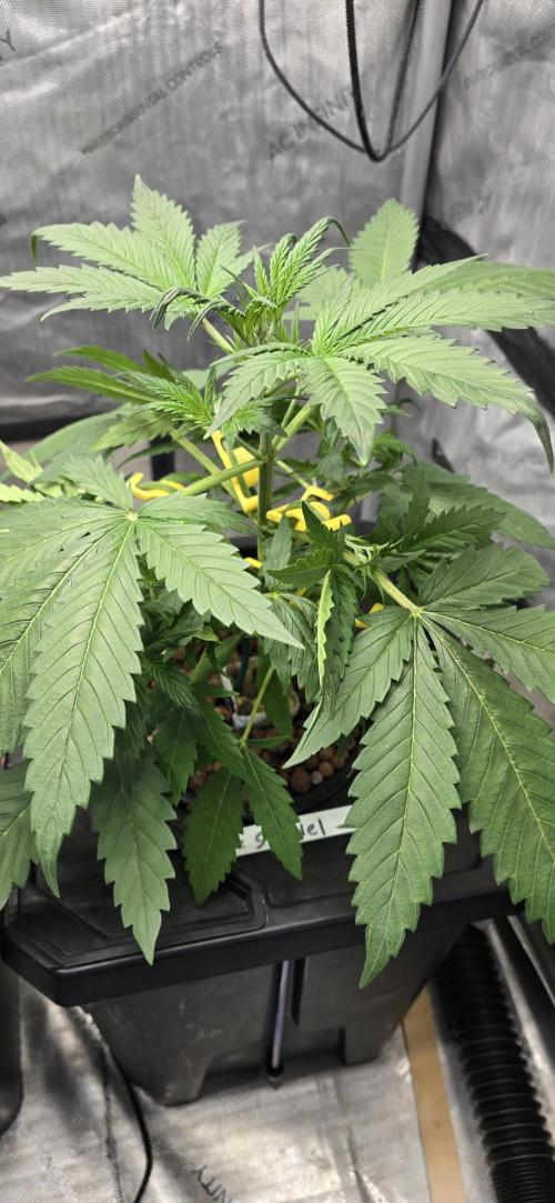 Apple Strudel Round 2. Week 4 - 02/02/2026