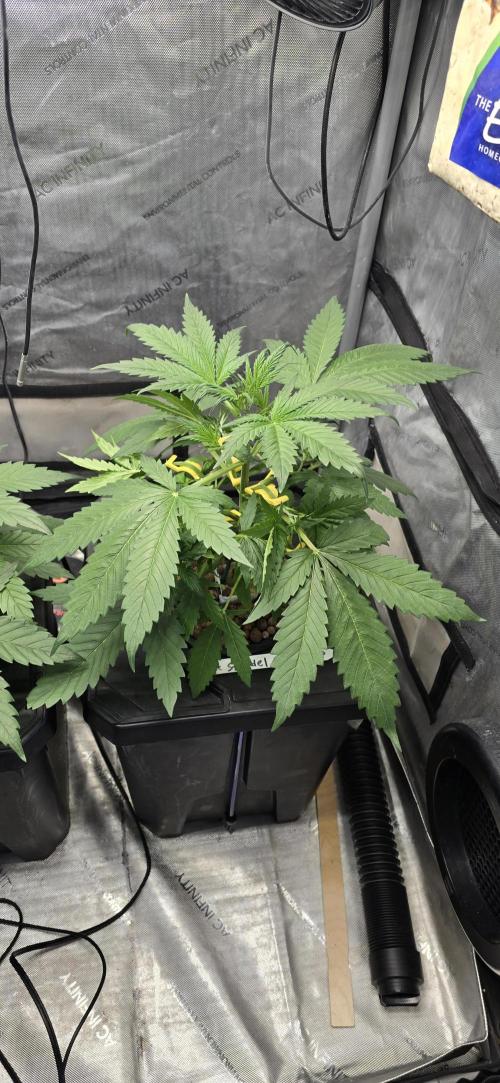 Apple Strudel Round 2. Week 4 - 02/02/2026