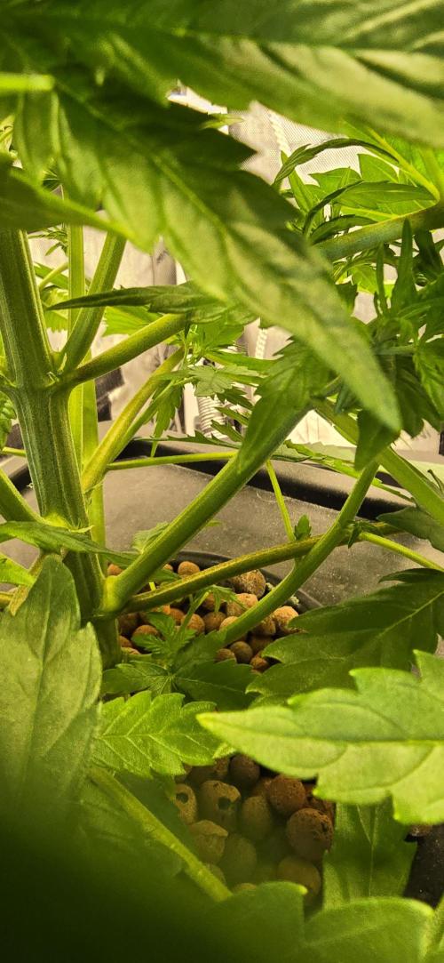 Blue Dream Round 2. Week 4 - 02/04/2026 
Big branches 