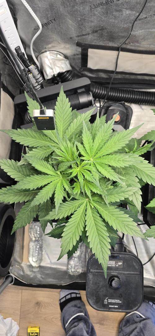 Blue Dream Round 2. Week 4 - 02/04/2026 