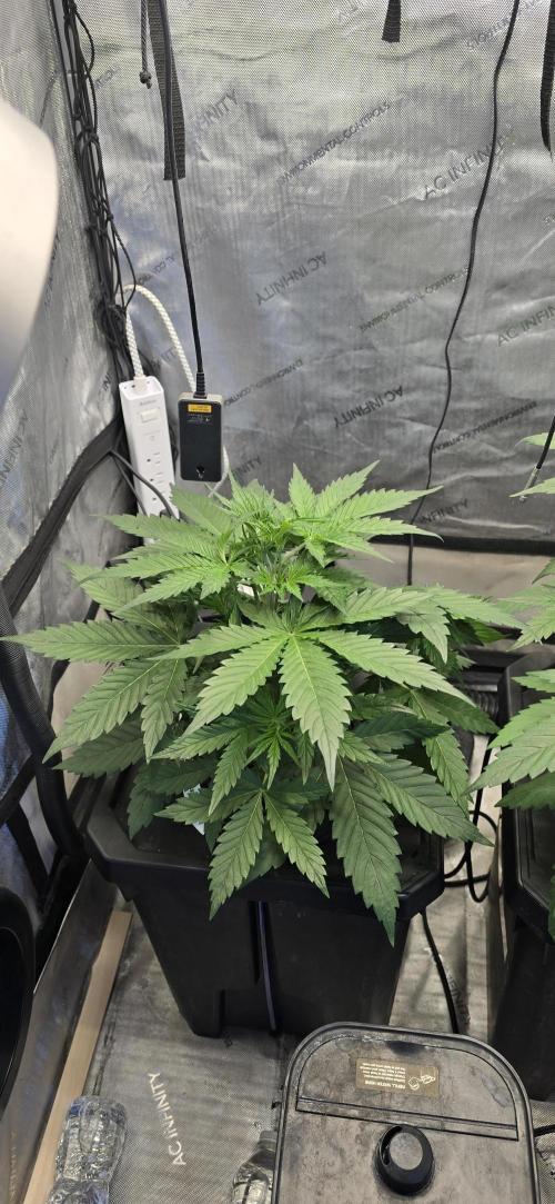 Blue Dream Round 2. Week 4 - 02/04/2026