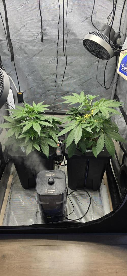 Blue Dream Round 2. Week 4 - 02/04/2026