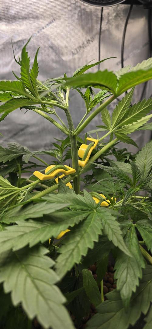 Apple Strudel Round 2. Week 4 - 02/04/2026