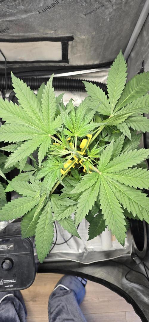 Apple Strudel Round 2. Week 4 - 02/04/2026