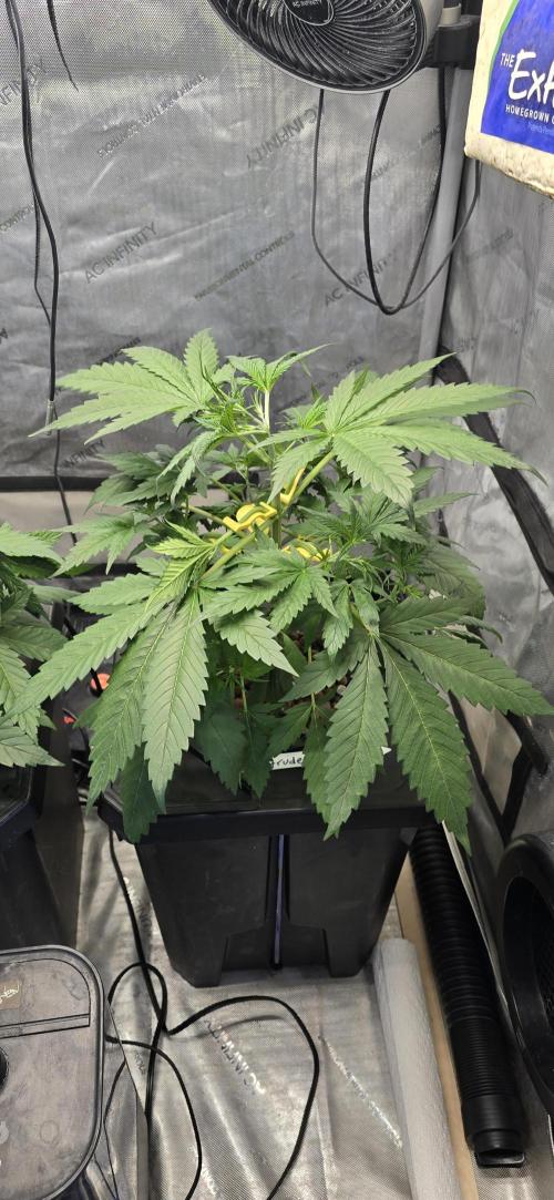 Apple Strudel Round 2. Week 4 - 02/04/2026