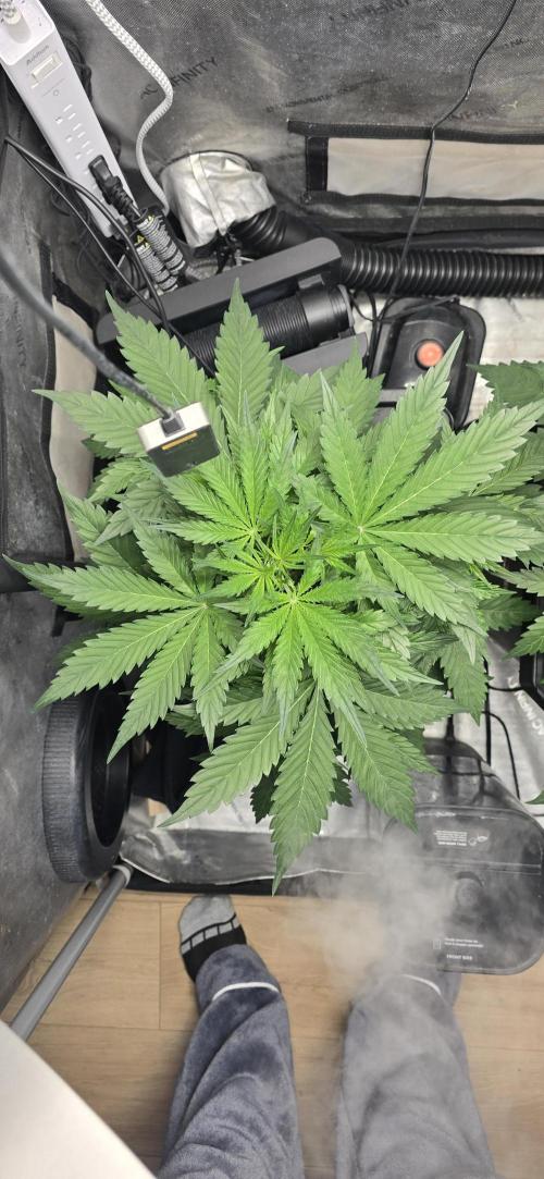 Blue Dream Round 2. Week 4 - 02/06/2026