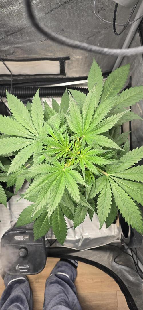 Apple Strudel Round 2. Week 4 - 02/06/2026