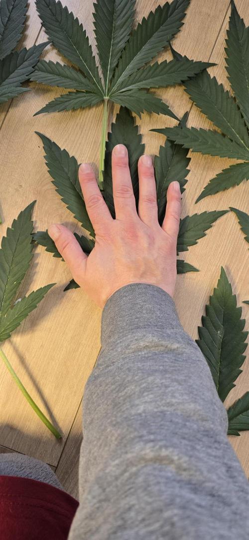 Apple Strudel Round 2. Week 5 - 02/07/2026 
Bigger than my hand