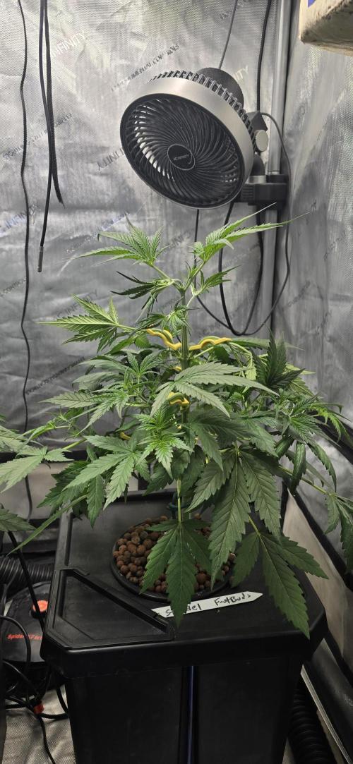 Apple Strudel Round 2. Week 5 - 02/07/2026