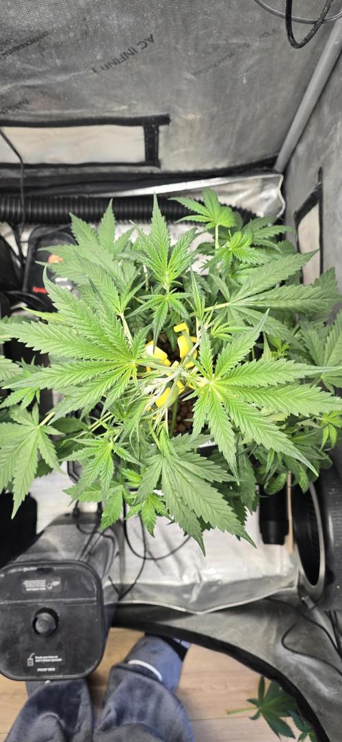 Apple Strudel Round 2. Week 5 - 02/07/2026