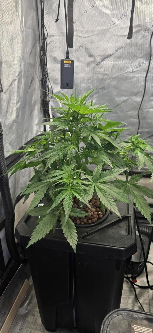 Blue Dream Round 2. Week 5 - 02/07/2026