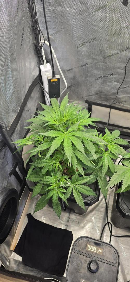 Blue Dream Round 2. Week 5 - 02/07/2026