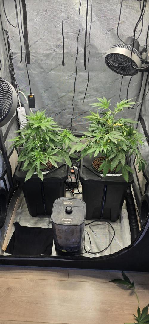 Blue Dream Round 2. Week 5 - 02/07/2026