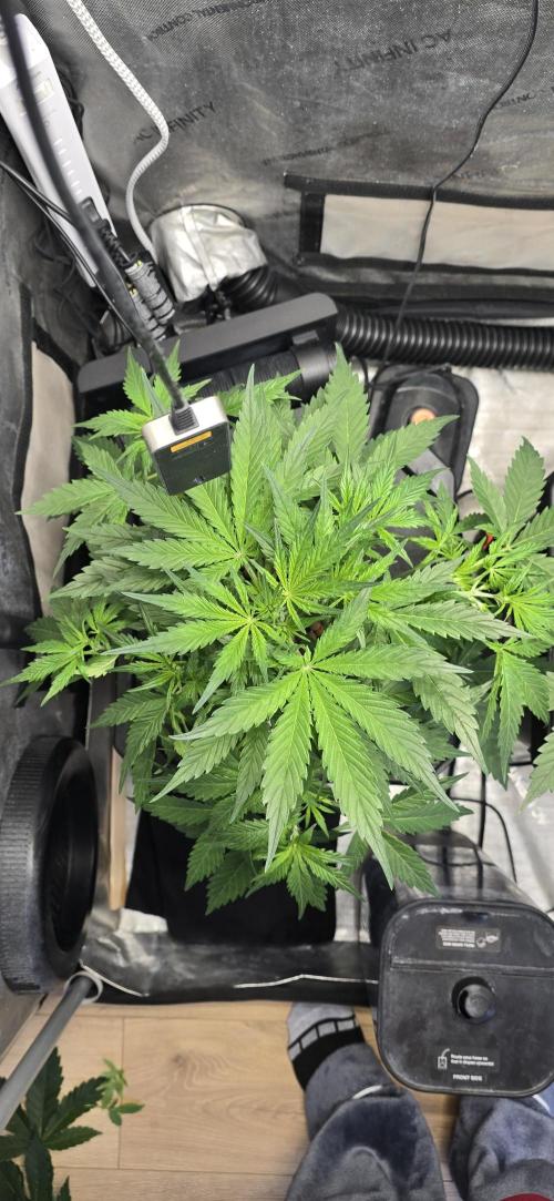 Blue Dream Round 2. Week 5 - 02/07/2026