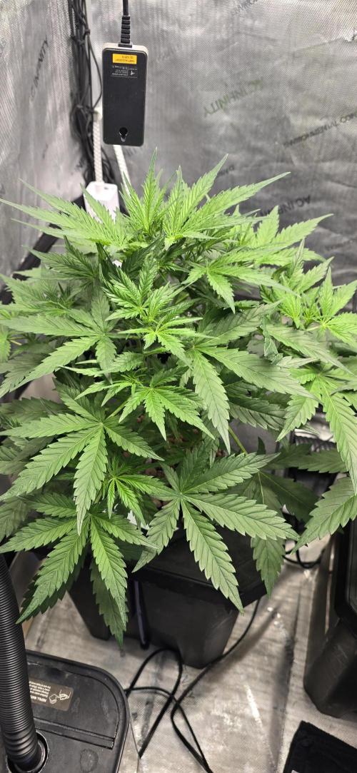 Blue Dream Round 2. Week 5 - 02/09/2026