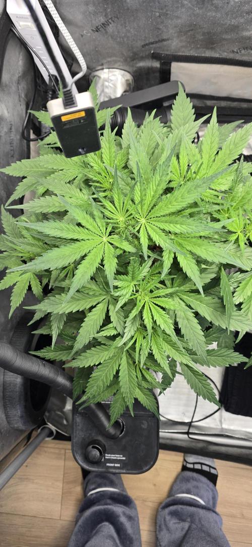 Blue Dream Round 2. Week 5 - 02/09/2026