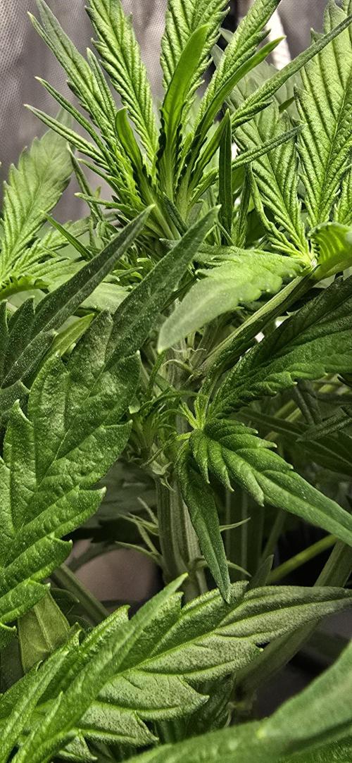 Blue Dream Round 2. Week 5 - 02/09/2026