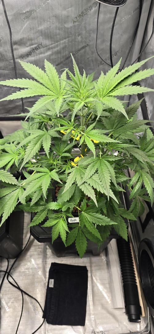 Apple Strudel Round 2. Week 5 - 02/09/2026