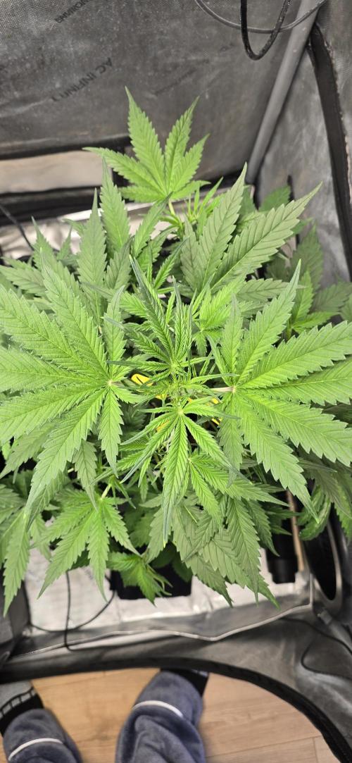 Apple Strudel Round 2. Week 5 - 02/09/2026