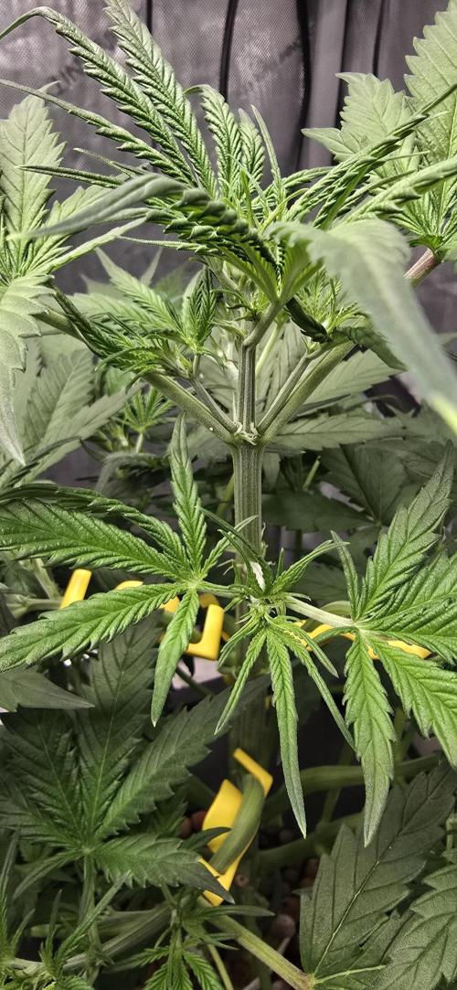 Apple Strudel Round 2. Week 5 - 02/09/2026