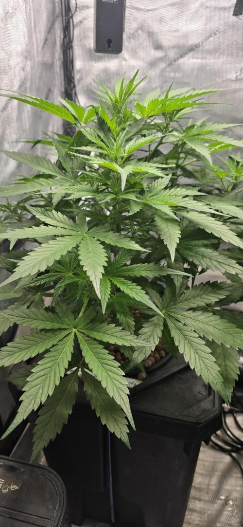 Blue Dream Round 2. Week 5 - 02/11/2026