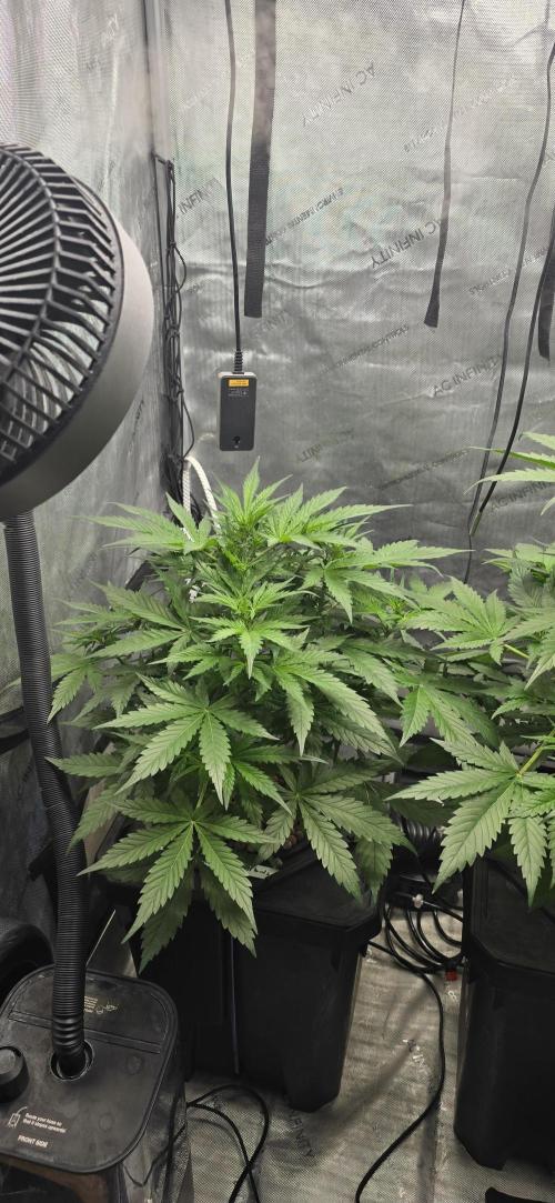 Blue Dream Round 2. Week 5 - 02/11/2026