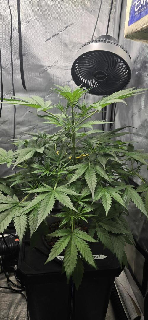 Apple Strudel Round 2. Week 5 - 02/11/2026