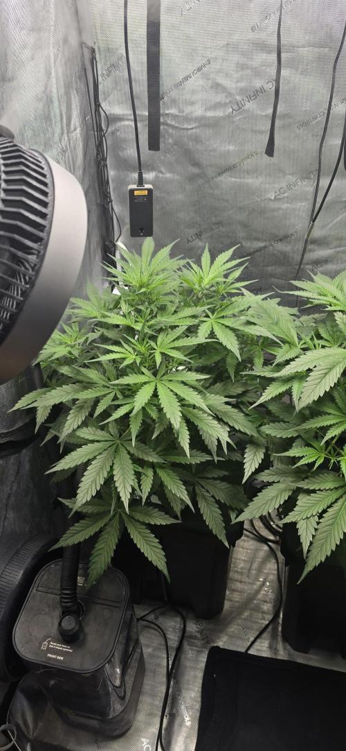 Blue Dream Round 2. Week 5 - 02/13/2026