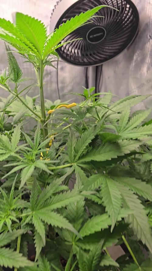 Apple Strudel Round 2