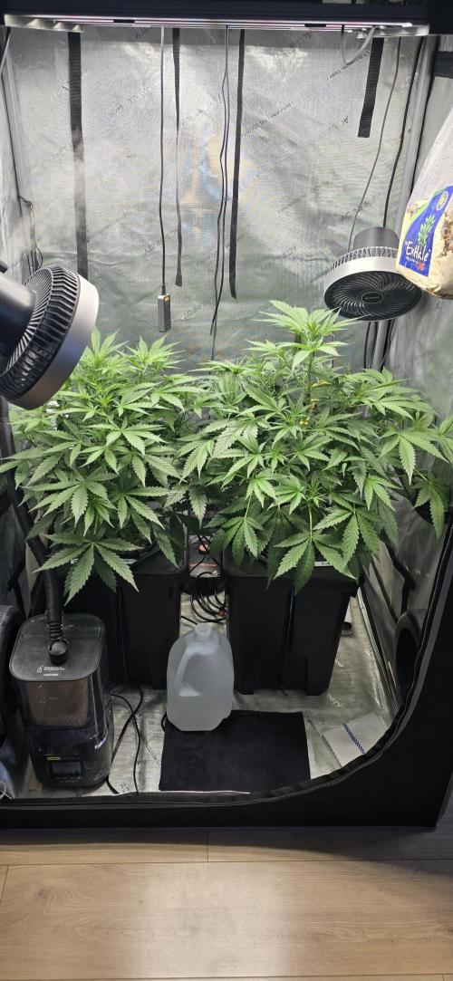Blue Dream Round 2. Week 6 - 02/14/2026