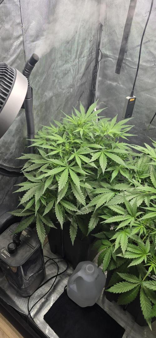 Blue Dream Round 2. Week 6 - 02/14/2026