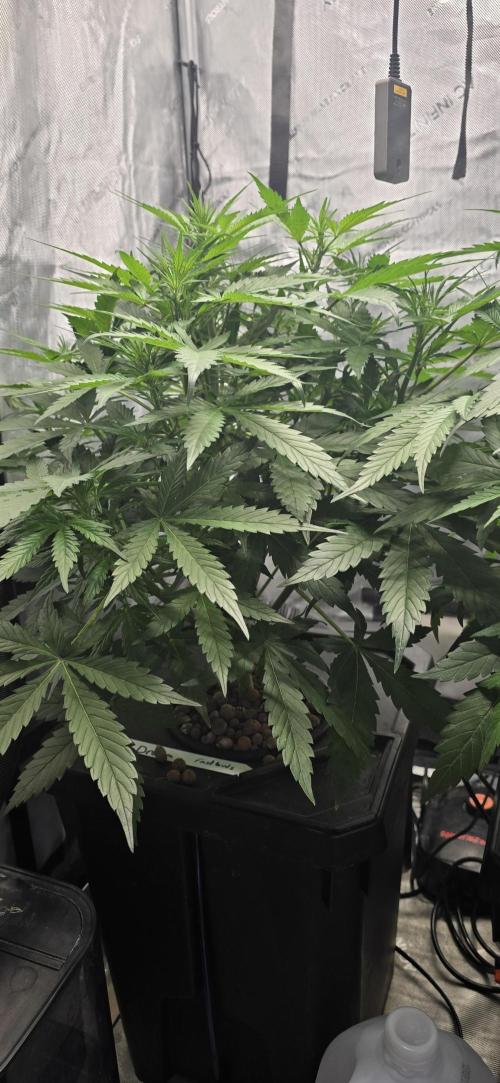 Blue Dream Round 2. Week 6 - 02/14/2026