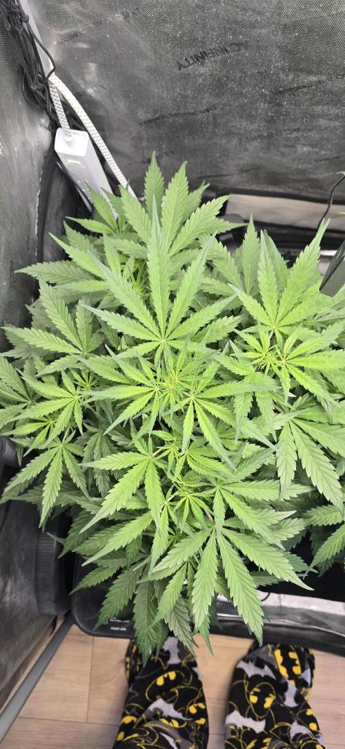 Blue Dream Round 2. Week 6 - 02/14/2026