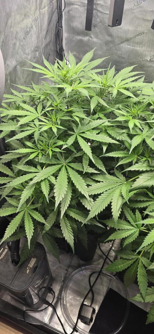 Blue Dream Round 2. Week 6 - 02/16/2026
