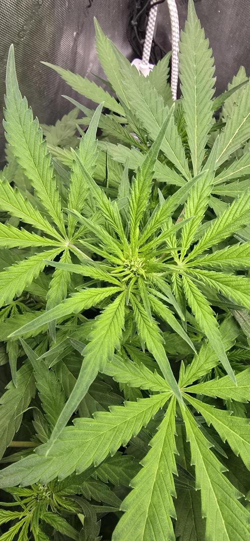 Blue Dream Round 2. Week 6 - 02/16/2026
