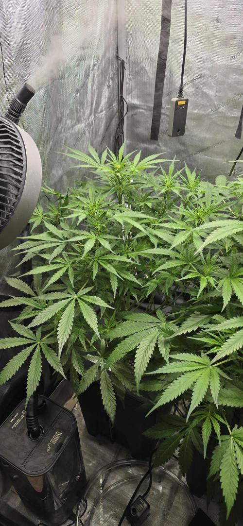 Blue Dream Round 2. Week 6 - 02/18/2026