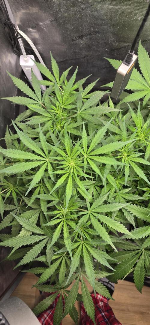 Blue Dream Round 2. Week 6 - 02/18/2026