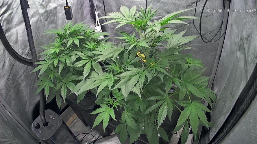 Apple Strudel Round 2