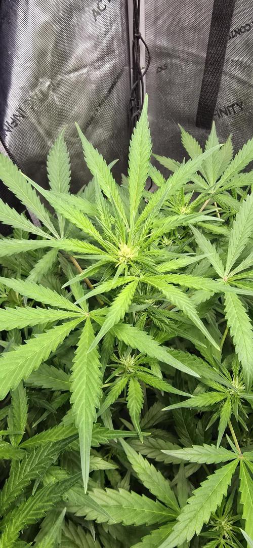 Blue Dream Round 2. Week 7 - 02/21/2026 