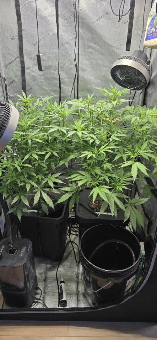 Blue Dream Round 2. Week 7 - 02/21/2026 
Left Side