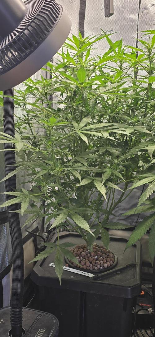 Blue Dream Round 2. Week 7 - 02/23/2026
