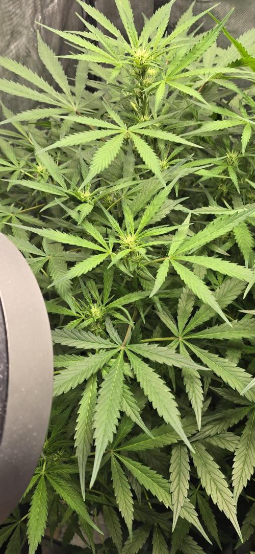 Blue Dream Round 2. Week 7 - 02/23/2026