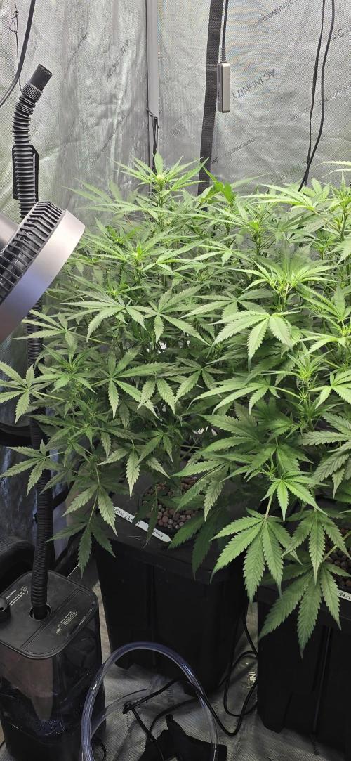 Blue Dream Round 2. Week 7 - 02/23/2026
